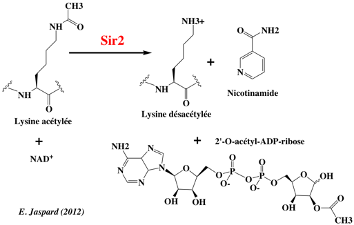 Reaction catalysee par les sirtuines desacetylation NAD