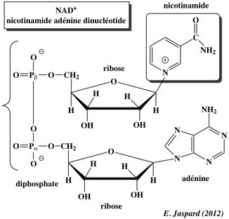 Nicotinamide adenine dinucleotide NAD