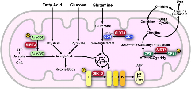 Regulation des enzymes par la sirtuine mitochondriales Sirt3 sirt4 et sirt5
