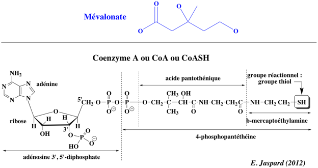 biochimej Structure du mevalonate et du CoA coenzyme A