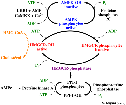 biochimej Regulation de la HMGCoA reductase