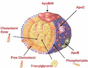 biochimej Structure des lipoproteines