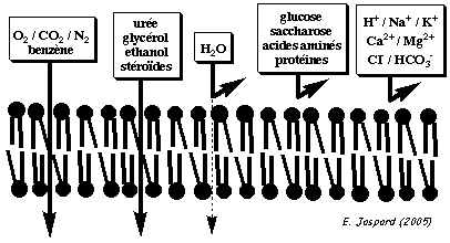 fluidite permeabilite membrane transport solute flux biochimej