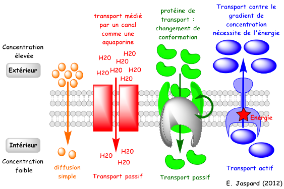 Diffusion facilite simple gradient transport passif actif canal symport antiport uniport biochimej