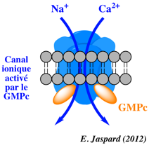 Canal ionique transport membrane biochimej