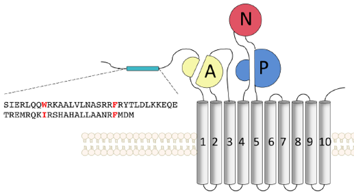 Pompe calcium atpase calmodulin transport actif secondaire secondary pump Na K biochimej
