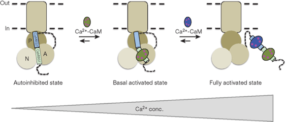 Activation pompe calcium atpase calmodulin transport actif secondaire secondary pump Na K biochimej