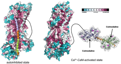 cryoelectron microscopy cryoEM Activation pompe calcium atpase calmodulin transport actif secondaire secondary pump Na K biochimej
