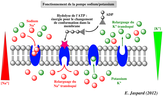 Transport actif secondaire secondary pompe pump Na K biochimej