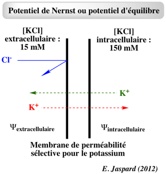 Transport membranaire gradient electrochimique potentiel Nernst actif passif facilite biochimej