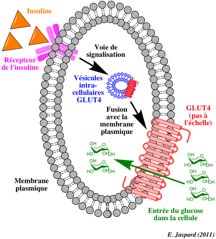 Entree glucose transporteur GLUT4 recepteur insuline transport passif facilite biochimej