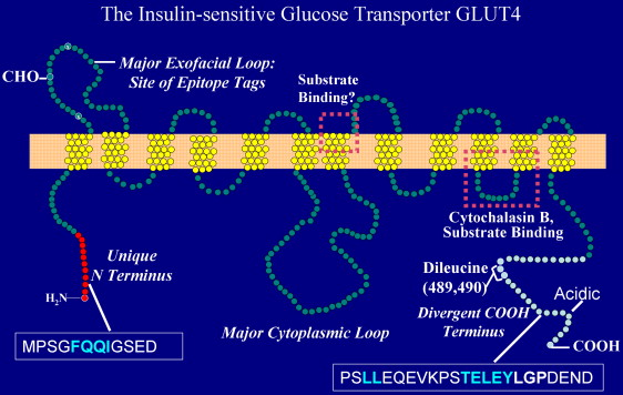 transport facilite structure transporteur GLUT4 biochimej