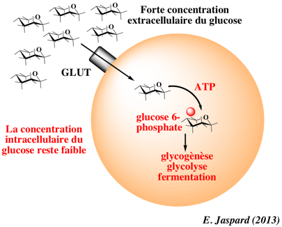 entree glucose transporteur GLUT4 insuline membrane fusion transport passif facilite biochimej