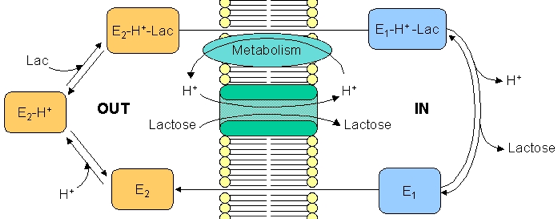 Transport actif secondaire secondary lactose permease biochimej