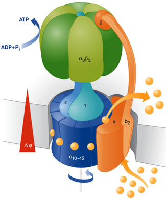 ATP synthase biochimej