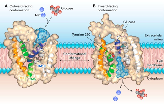 Cotransport actif secondaire secondary permease SGLT1 GLUT glucose sodium MSF antiport symport uniport biochimej