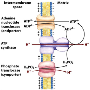 transport acide gras membrane interne mitochondrie carnitine coenzyme A biochimej