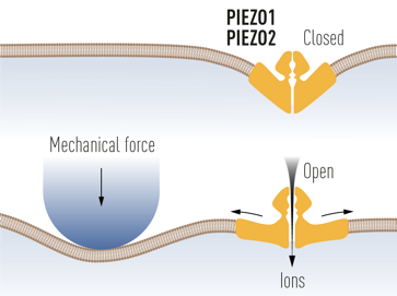 piezo1 piezo2 detection toucher pression canal ion channel proprioception biochimej