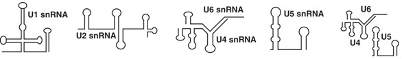 biochimej ARN RNA snRNA spliceosome snRNP pre-mRNA U2 U6 U12 prp8 exon