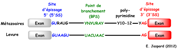 biochimej ARN RNA spliceosome snRNP U2 U6 U12 prp8 exon epissage branch splicing site