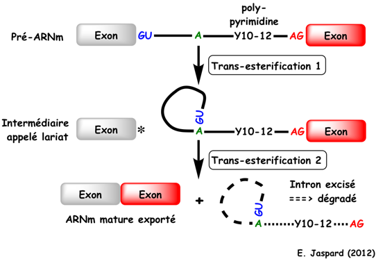 biochimej ARN RNA epissage alternatif alternative spliceosome splicing pre-mRNA transesterification lariat intron exon