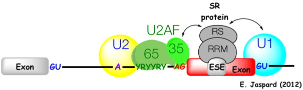 biochimej ARN RNA complexe epissage intron assemblage spliceosome splicing assembly U2 U6 U12