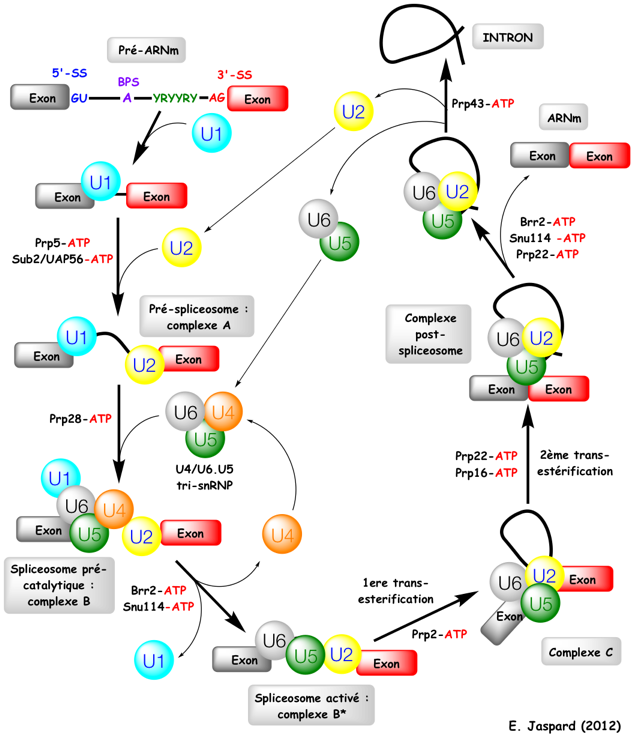 biochimej ARN RNA epissage alternatif alternative spliceosome splicing complexe snRNP U1 U2 U4 U5 U6 activated pre-mRNA intron exon lariat ribozyme intron group II