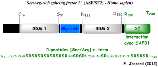 biochimej ARN RNA epissage alternatif alternative proteine SR Serine-arginine-Rich splicing factor spliceosome exon intron