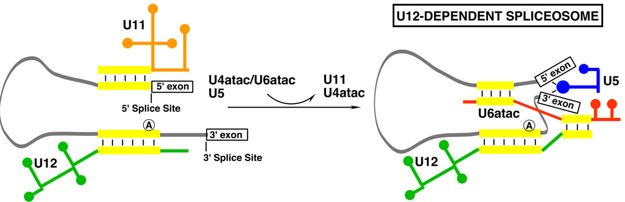 biochimej ARN RNA epissage alternatif alternative spliceosome splicing U11 U12 type intron exon