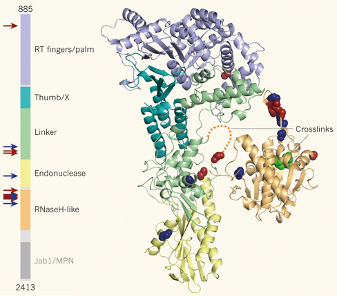 biochimej ARN RNA epissage alternatif alternative spliceosome splicing prp8 exon intron