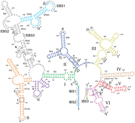 biochimej ARN RNA epissage alternatif intron group II ribozyme self splicing snRNA spliceosome exon lariat