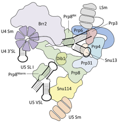 biochimej ARN RNA spliceosome snRNP pre-mRNA U2 U6 U12 prp8 intron exon