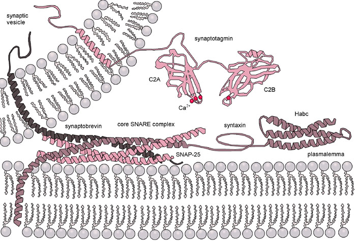 biochimej Trafic vesiculaire vesicle traffic exocytose endocytose SNARE NSF membrane fusion cargo cellular transport vesicle