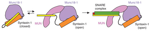biochimej Trafic vesiculaire vesicle traffic exocytose endocytose SNARE NSF membrane fusion cargo cellular transport vesicle syntaxin Munc18 MUN domain Munc13
