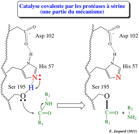 Enzyme substrat substrate enzymologie enzymology active binding site actif amino acid ligand protease serine trypsine chymotrypsine elastase catalyse acide base rate catalysis etat transition state biochimej