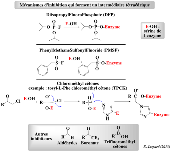 intermediaire tetrahedrique catalyse protease serine active site inhibitor inhibiteur non competitif incompetitif uncompetitif inactivation exces substrat rate equation DFP PMSF biochimej