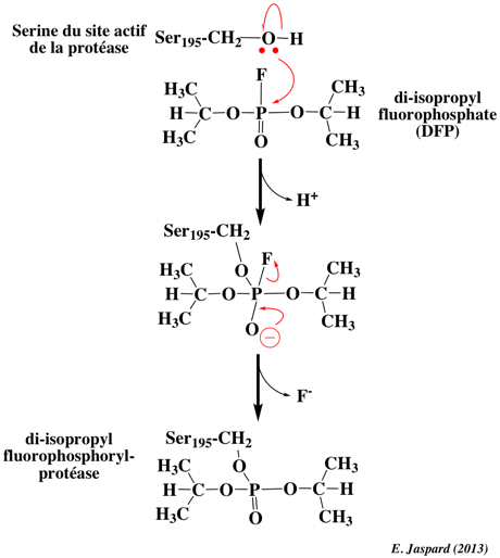 Enzymologie acive site diisopropyl fluorophosphate DFP inhibitor inhibiteur non competitif incompetitif uncompetitif inactivation exces substrat biochimej