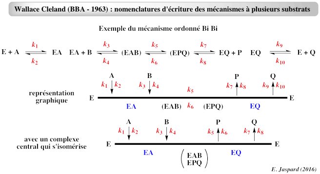 two substrates mechanism mecanisme ordonne ordered sequential random biochimej