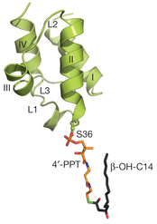 two substrates mechanism mecanisme ordonne ordered sequential random lipide A acyl carrier protein