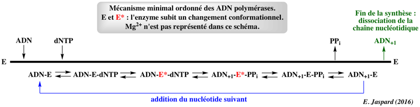 Reaction catalyse sirtuine desacetylation NAD multiple substrate biochimej