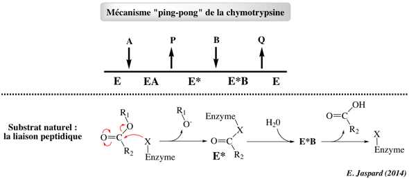 two substrates mechanism mecanisme double deplacement ping pong serine protease chymotrypsin acyl enzyme acetate biochimej