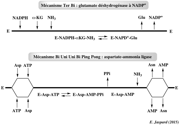 two substrates mechanism mecanisme double deplacement ping pong
