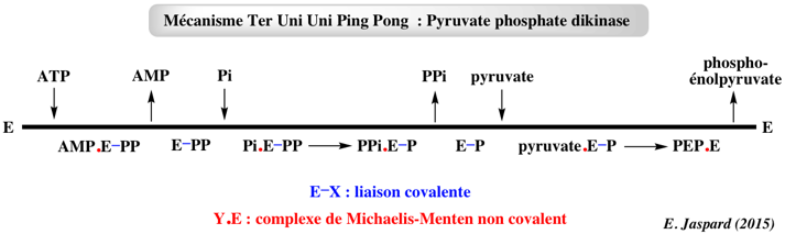 two substrates mechanism mecanisme double deplacement ping pong biochimej