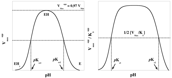 Enzyme equation kinetics cinetique activite enzymatique rate constant catalytic vitesse reaction Vmax KM Michaelis Menten Henri active site actif stationary equilibrium active site actif pH biochimej