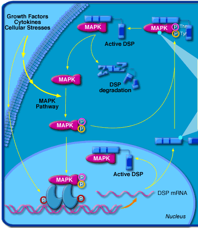 regulation signalisation noyau kinase facteur transcription biochimej