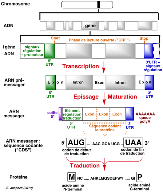 ADN ARN RNA gene ribosome messenger transfert transcription traduction synthese protein synthesis biochimej
