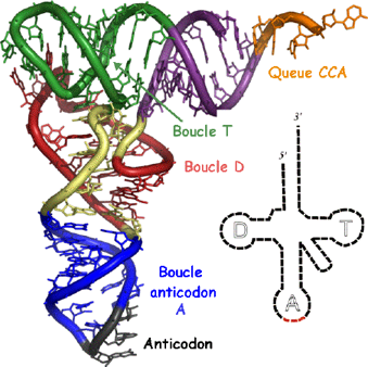 ADN ARN RNA gene messenger ribosome transfert traduction bras accepteur acceptor stem anticodon ribofuranose adenosine synthese protein biochimej
