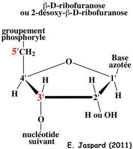 nucleoside desoxynucleoside ribofuranose desoxyribofuranose biochimej