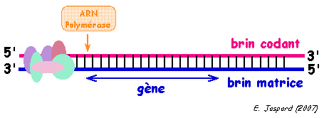 ADN ARN RNA protein gene messenger ribosome transfert traduction phase elongation rho bulle transcription biochimej
