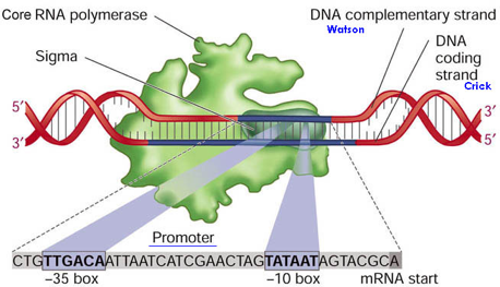 ADN ARN RNA gene messenger ribosome transfert facteur sigma initiation transcription synthese protein biochimej